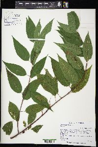 Prunus pensylvanica image