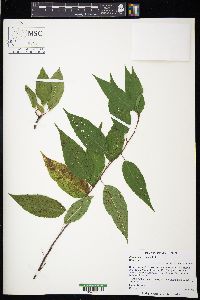 Prunus pensylvanica image