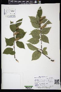 Betula alleghaniensis image