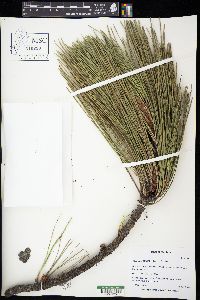 Pinus washoensis image
