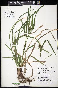 Carex grayi image