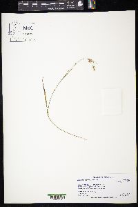 Luzula multiflora image