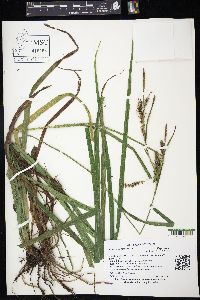 Carex scabrata image