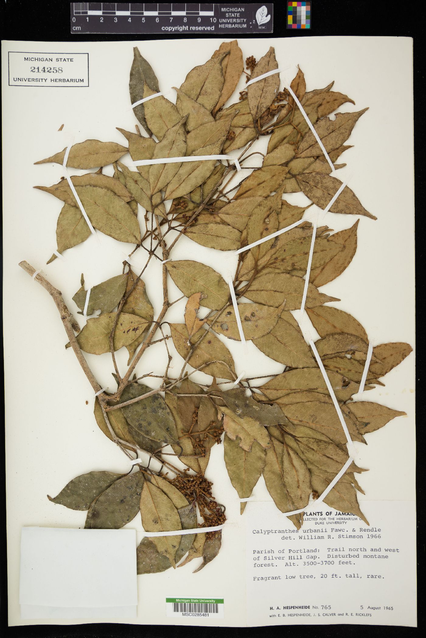 Myrcia chytraculia image