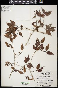 Eugenia howardiana image