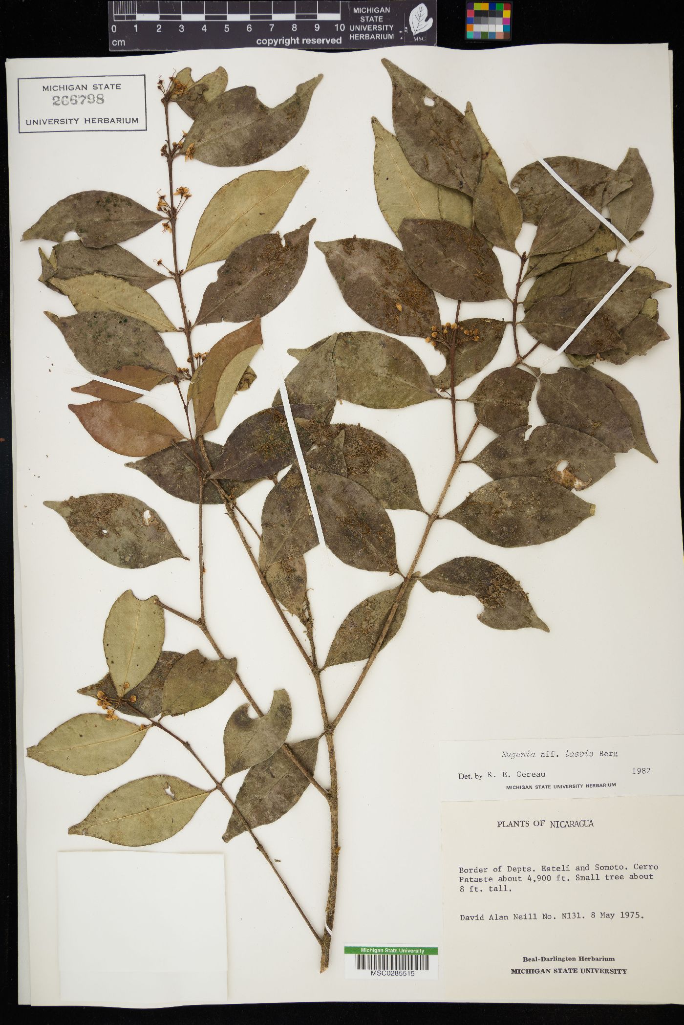 Eugenia laevis image