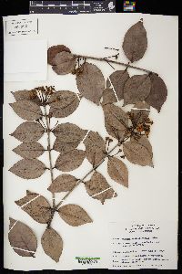 Eugenia mandevillensis image