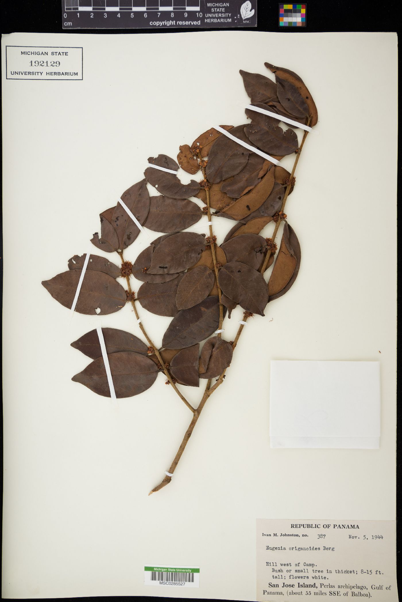Eugenia venezuelensis image
