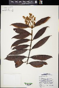 Gomidesia lindeniana image