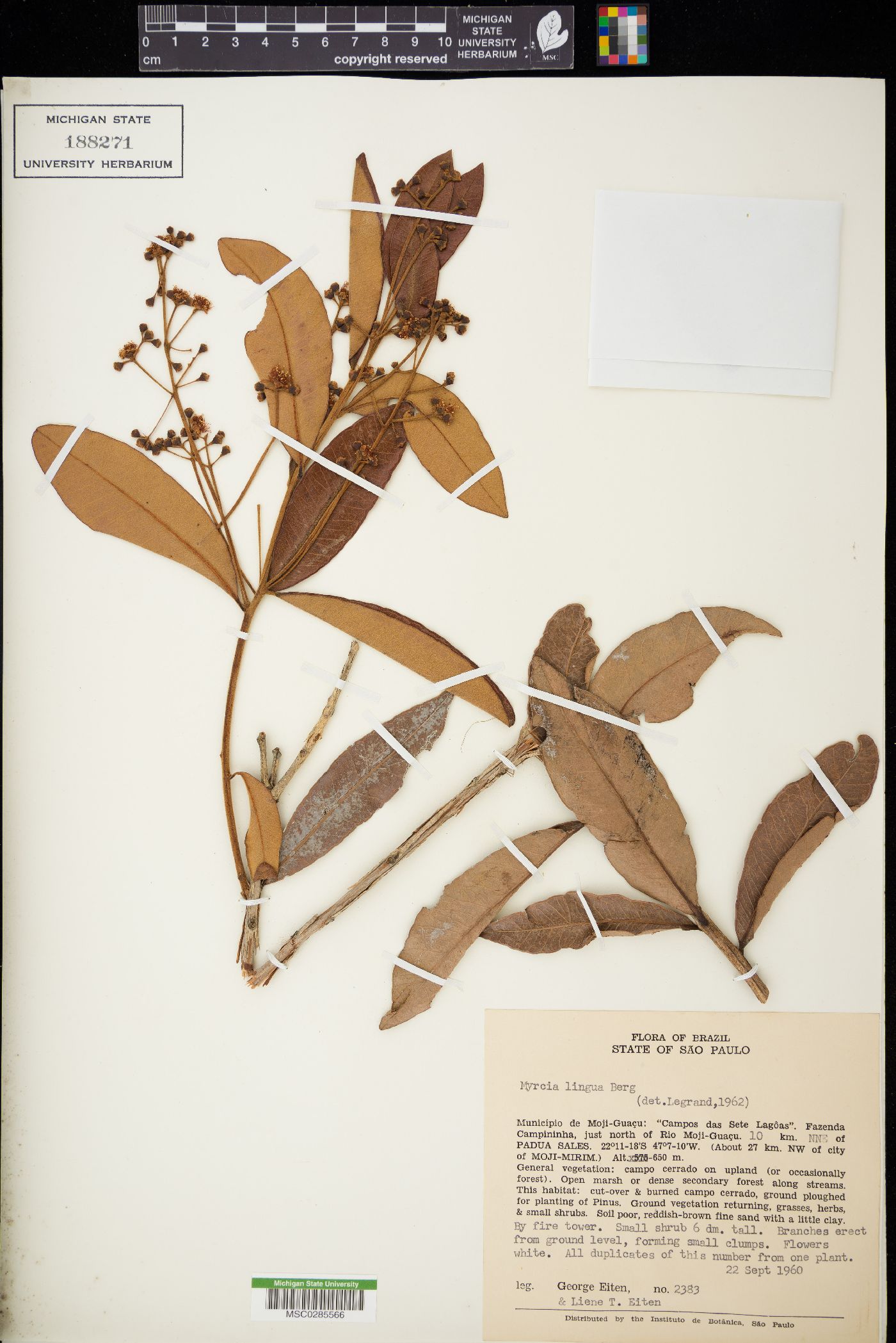 Myrcia lingua image