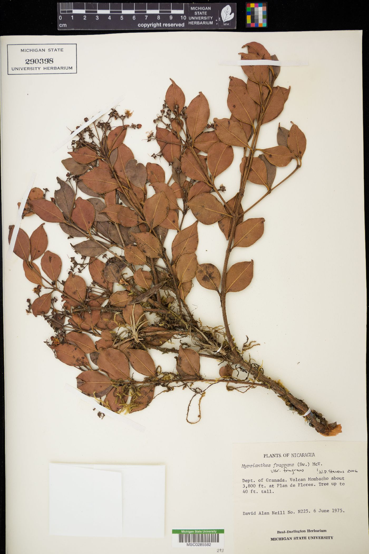 Myrcianthes fragrans var. fragrans image