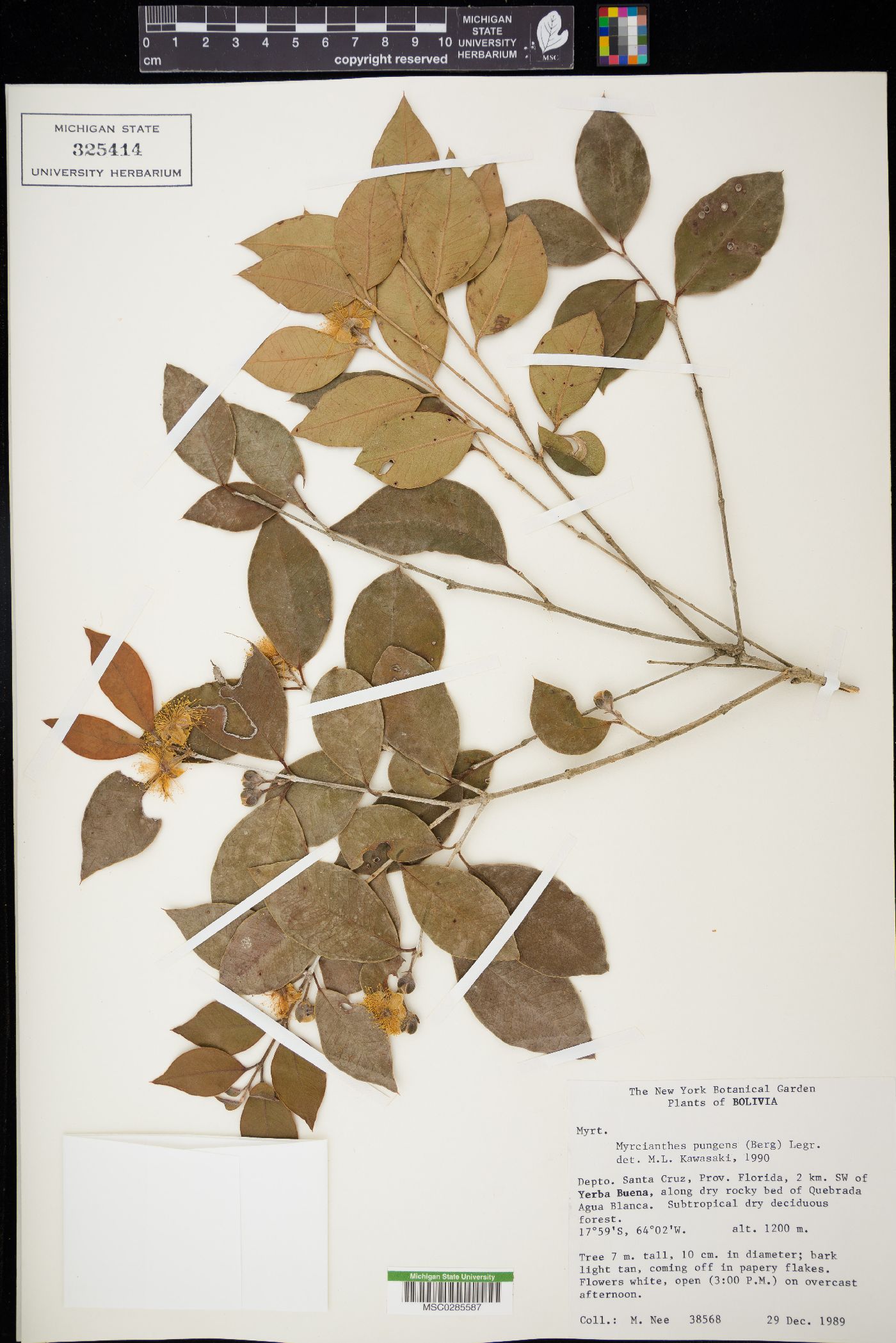 Myrcianthes pungens image