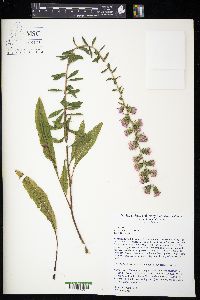 Liatris squarrulosa image