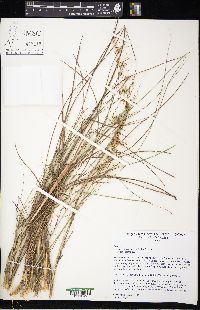 Sorghastrum secundum image