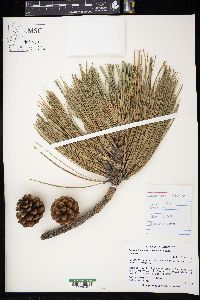 Pinus arizonica var. arizonica image