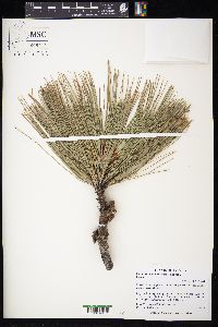 Pinus arizonica var. arizonica image