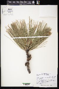 Pinus arizonica image