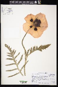 Papaver intermedium image