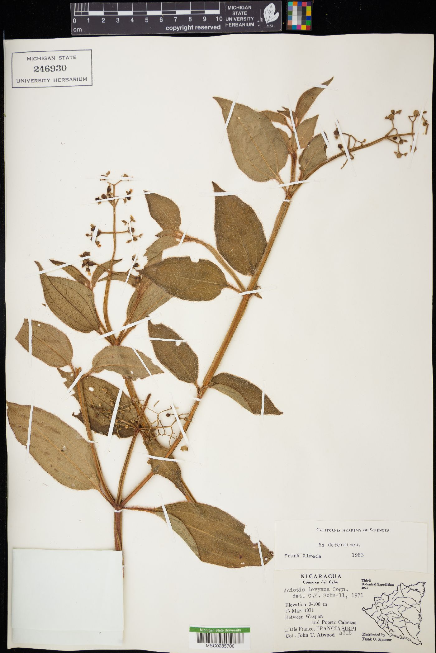 Aciotis rubricaulis image