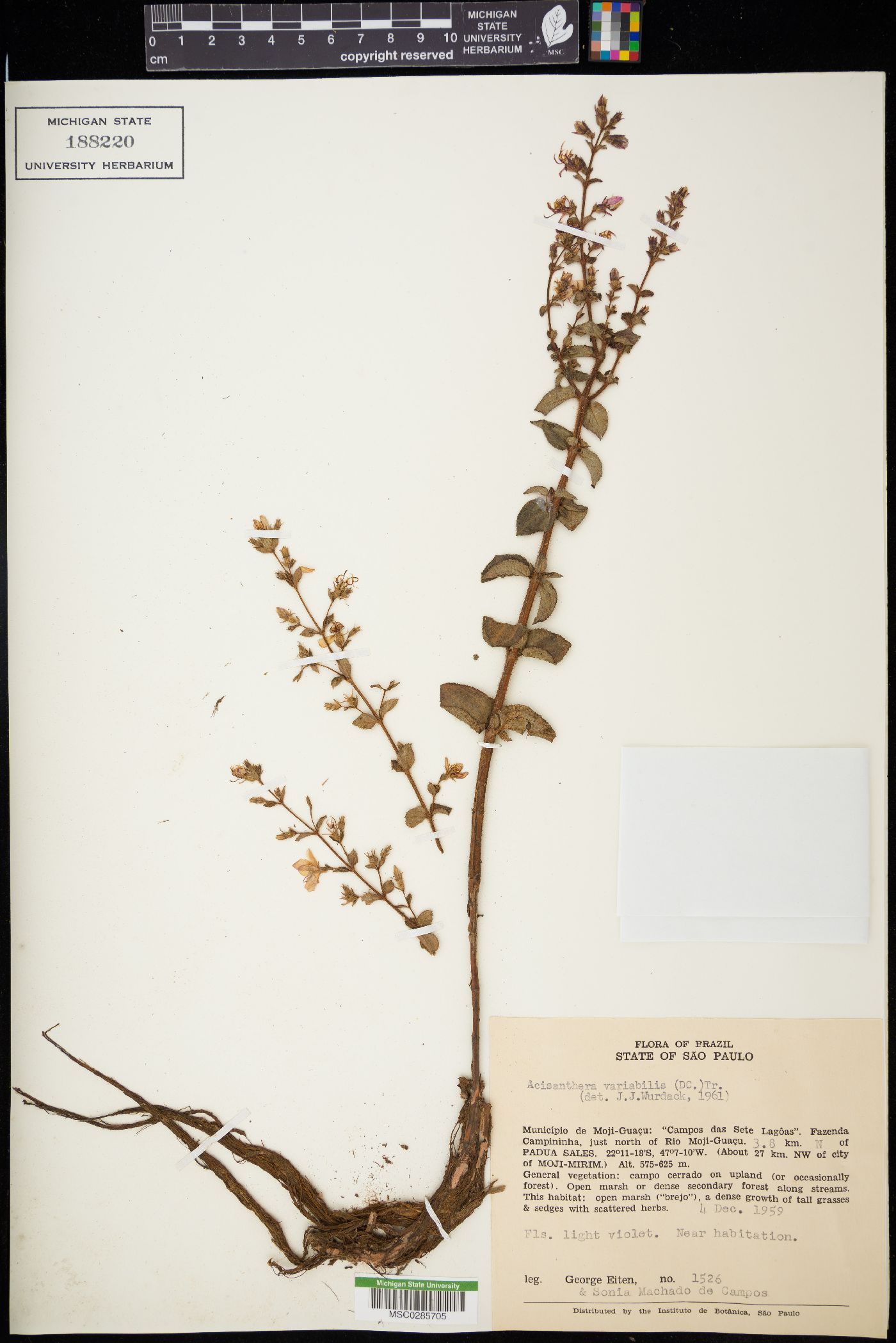 Acisanthera variabilis image