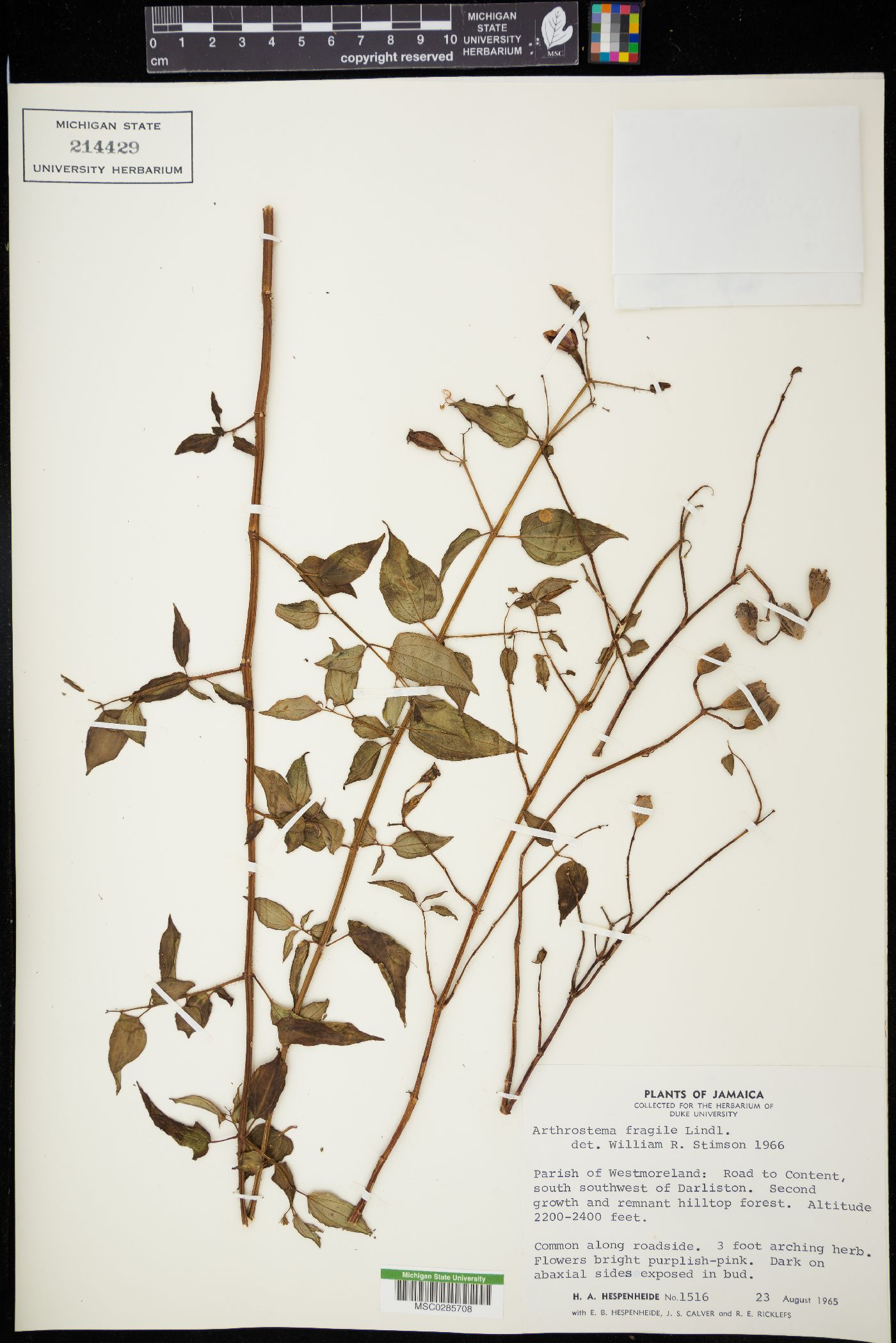 Arthrostemma fragile image
