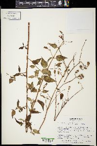 Arthrostemma fragile image