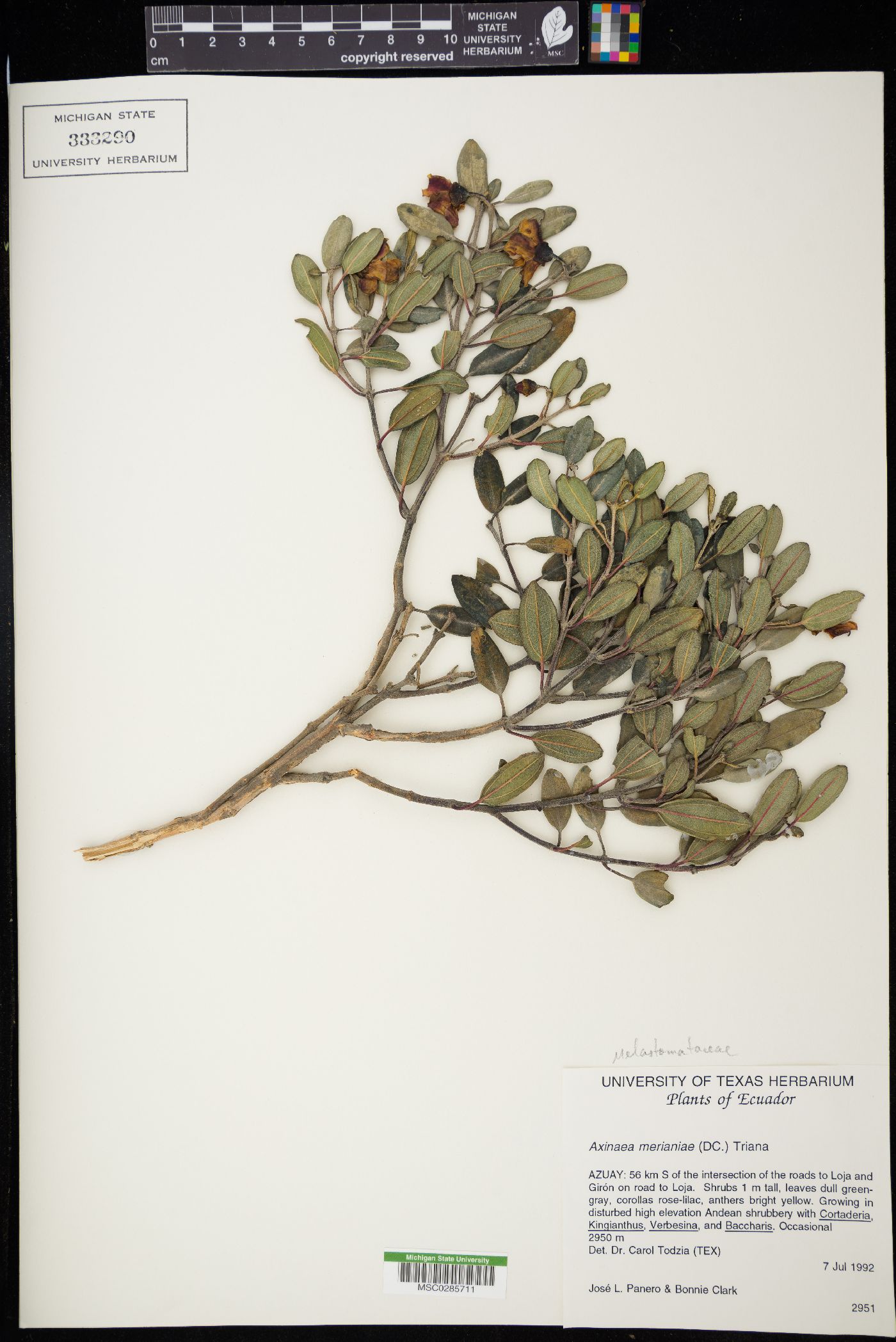 Axinaea merianiae image