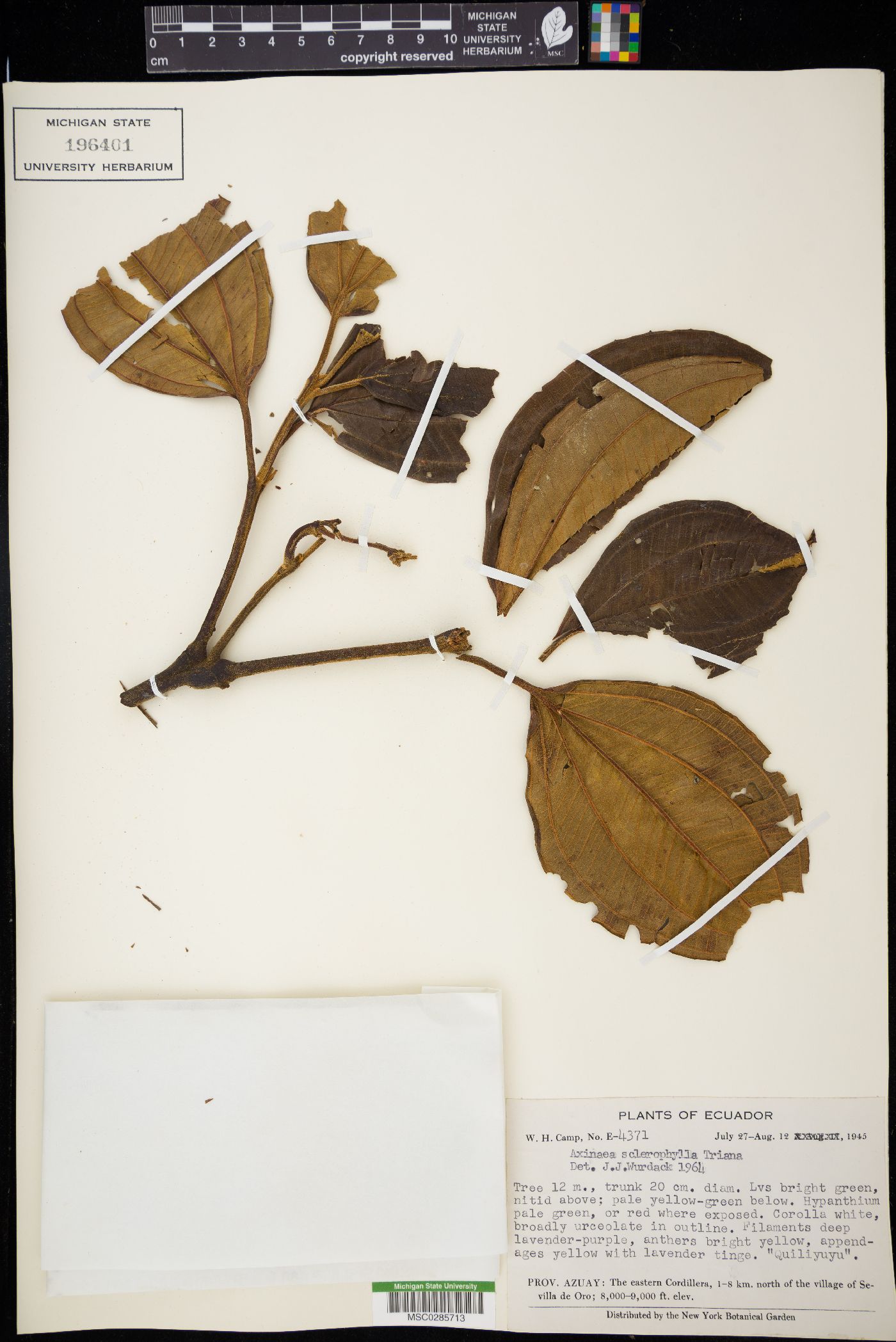 Axinaea sclerophylla image
