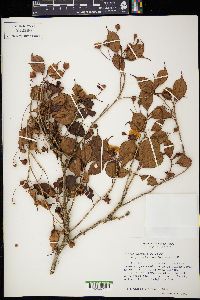 Blakea anomala image