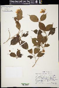 Blakea anomala image