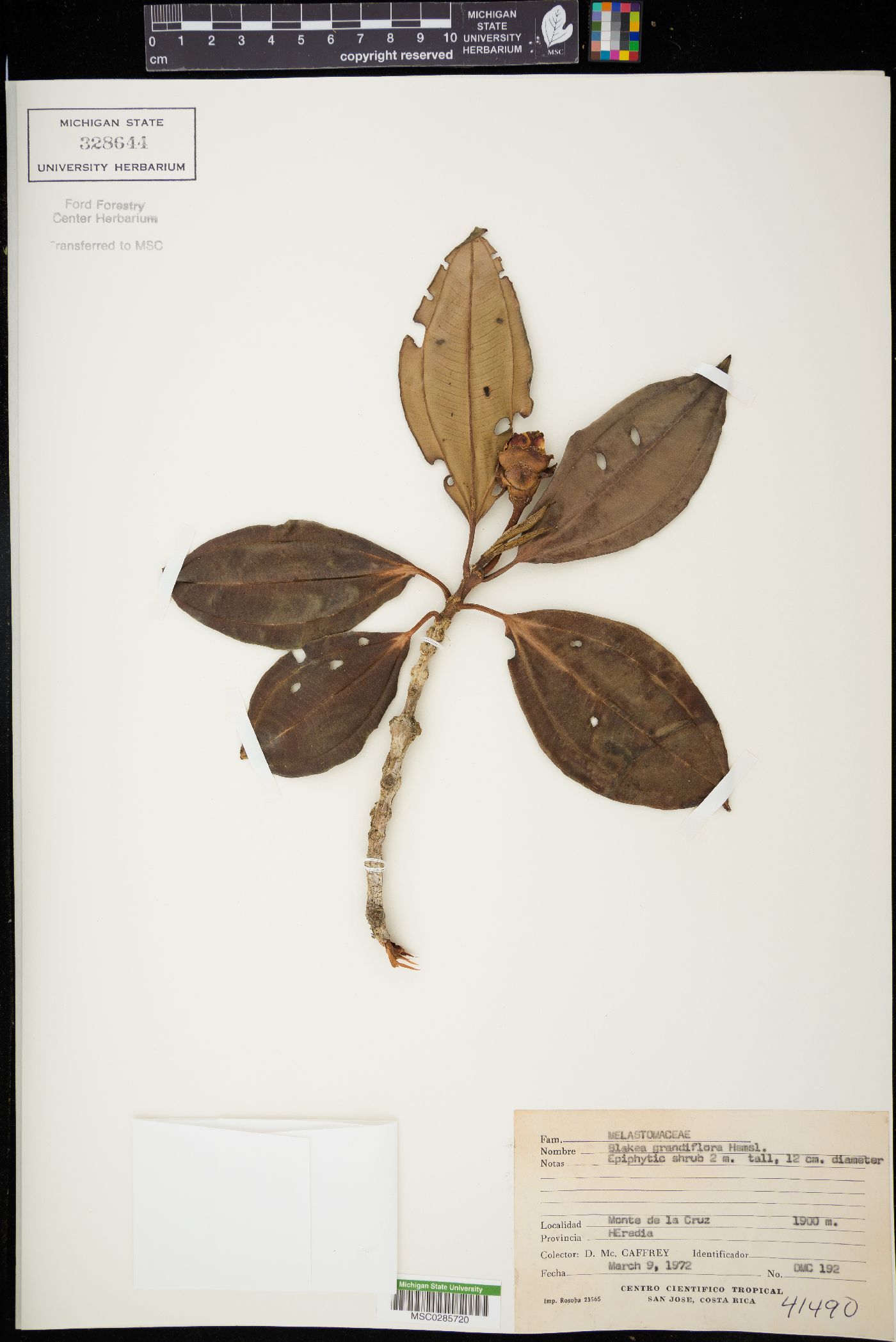 Blakea grandiflora image