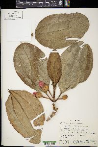 Blakea subvaginata image
