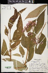 Image of Centradenia grandifolia