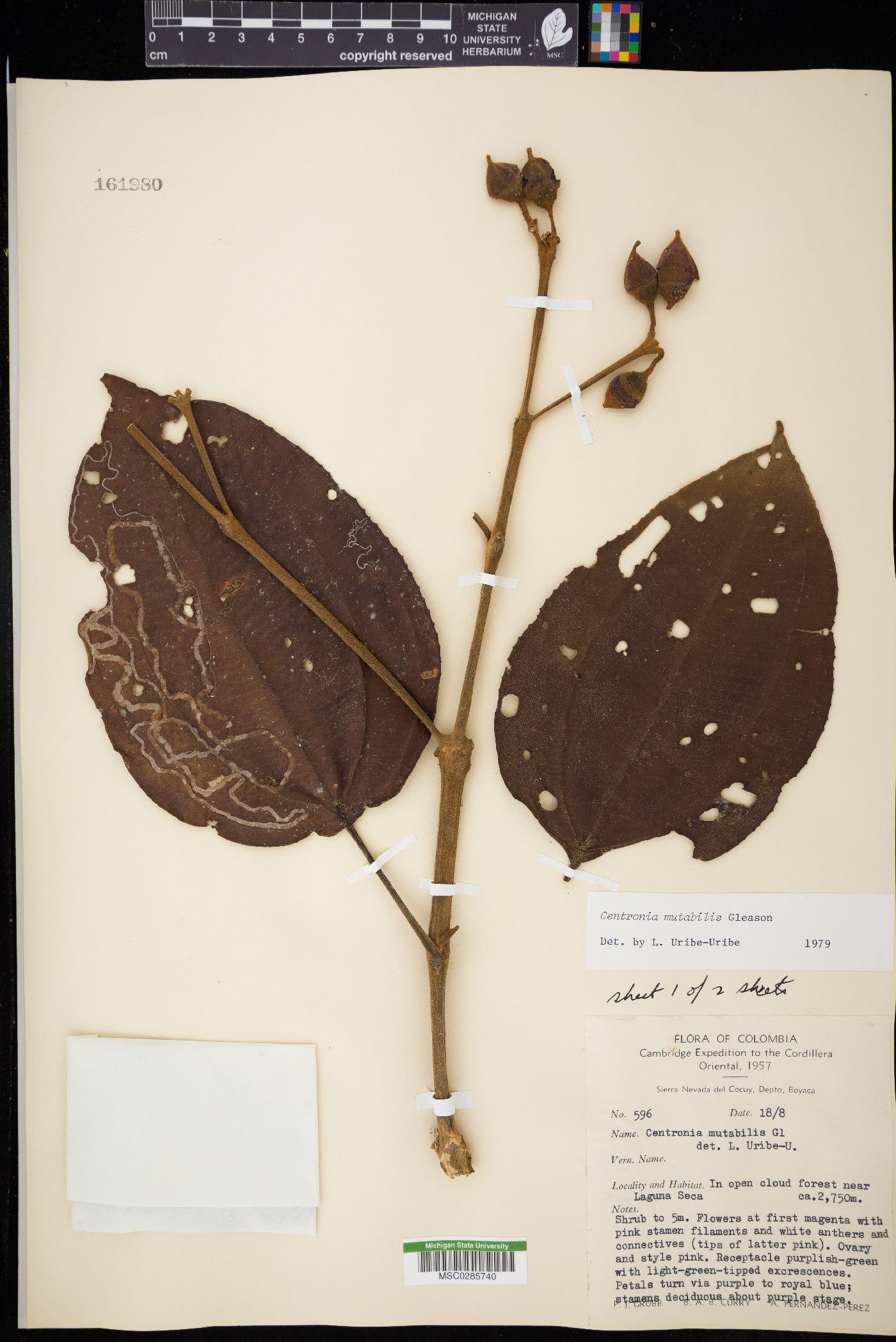 Meriania mutabilis image