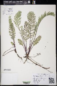 Tanacetum bipinnatum image