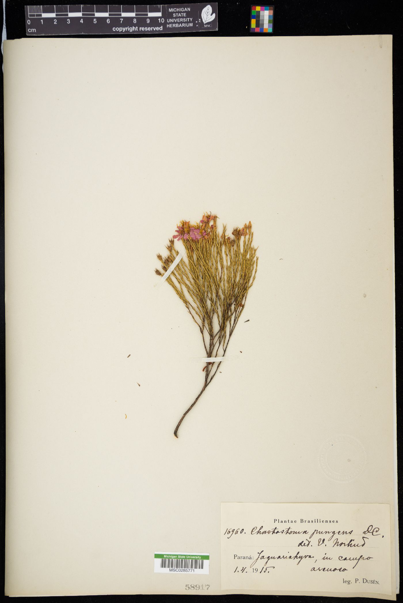 Chaetostoma image