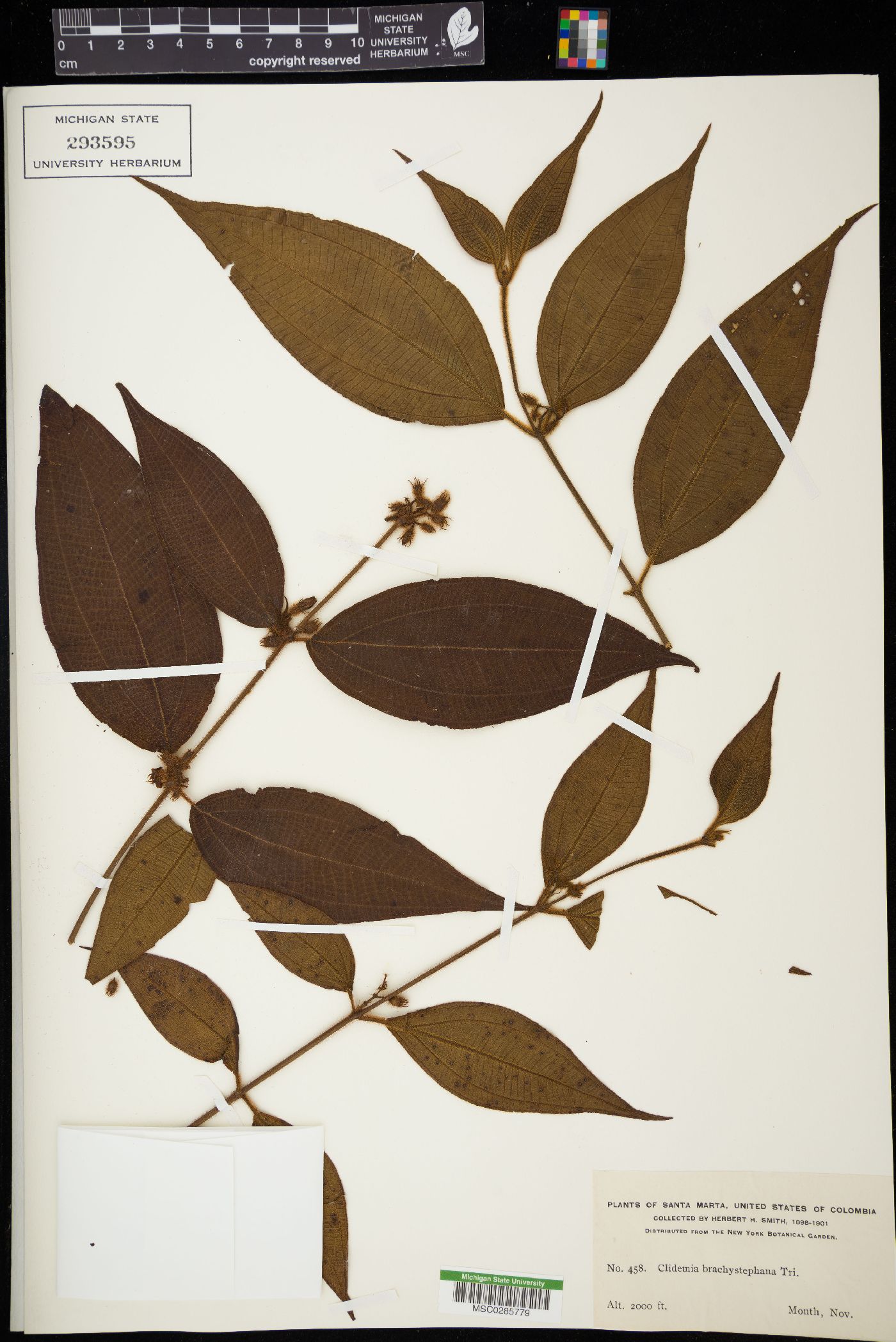 Clidemia dentata image