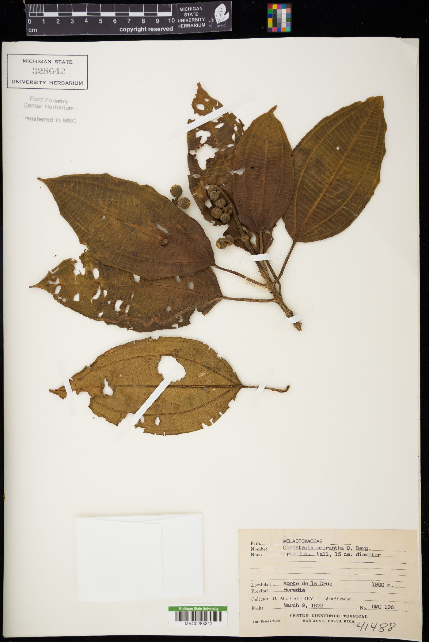Conostegia macrantha image