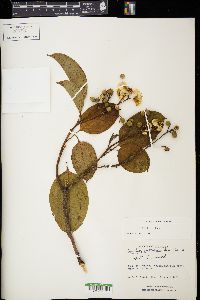 Conostegia oerstediana image