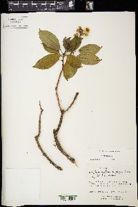 Conostegia oerstediana image