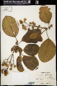 Conostegia oerstediana image