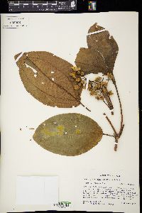 Conostegia oerstediana image