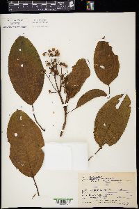Conostegia oerstediana image
