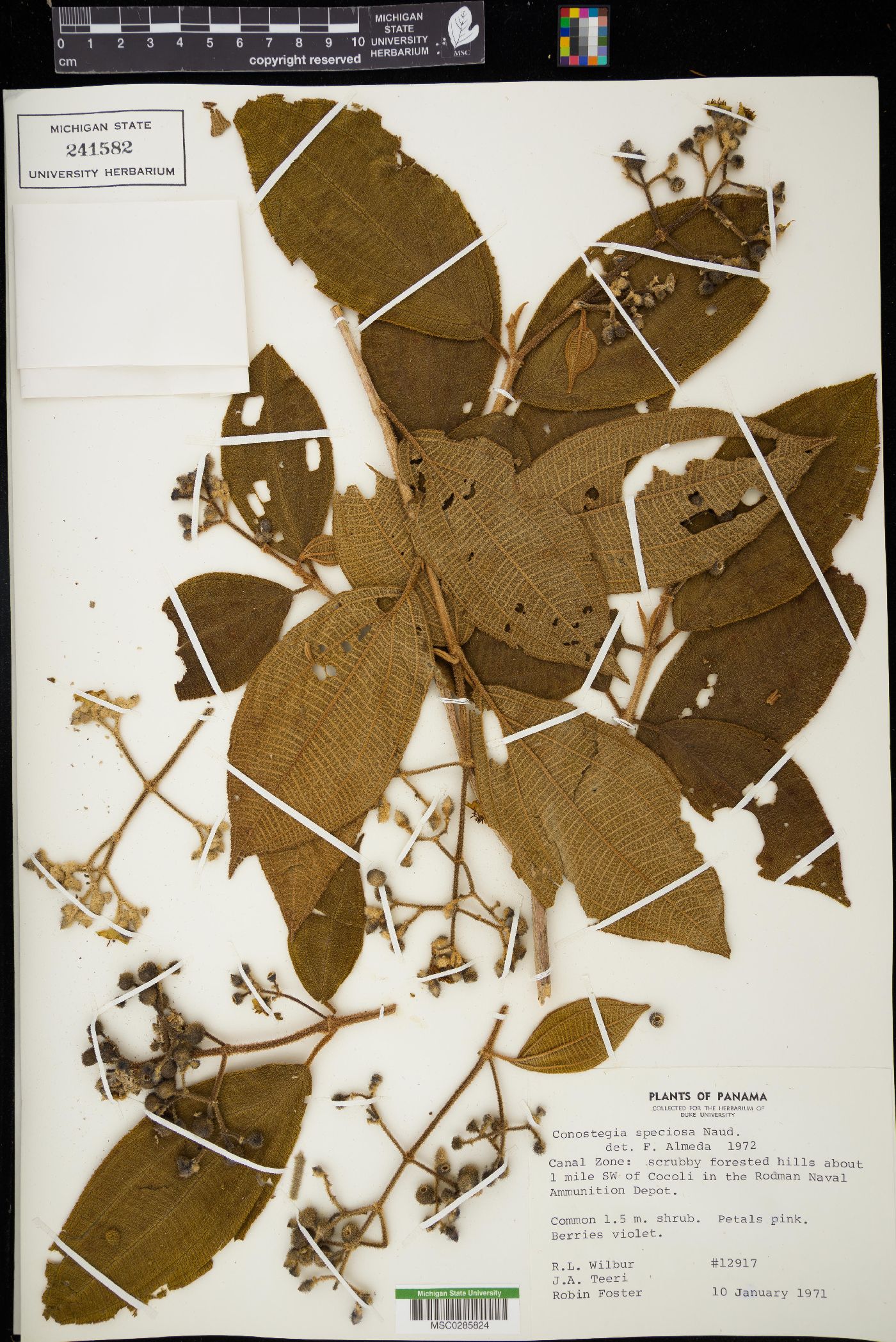 Conostegia speciosa image
