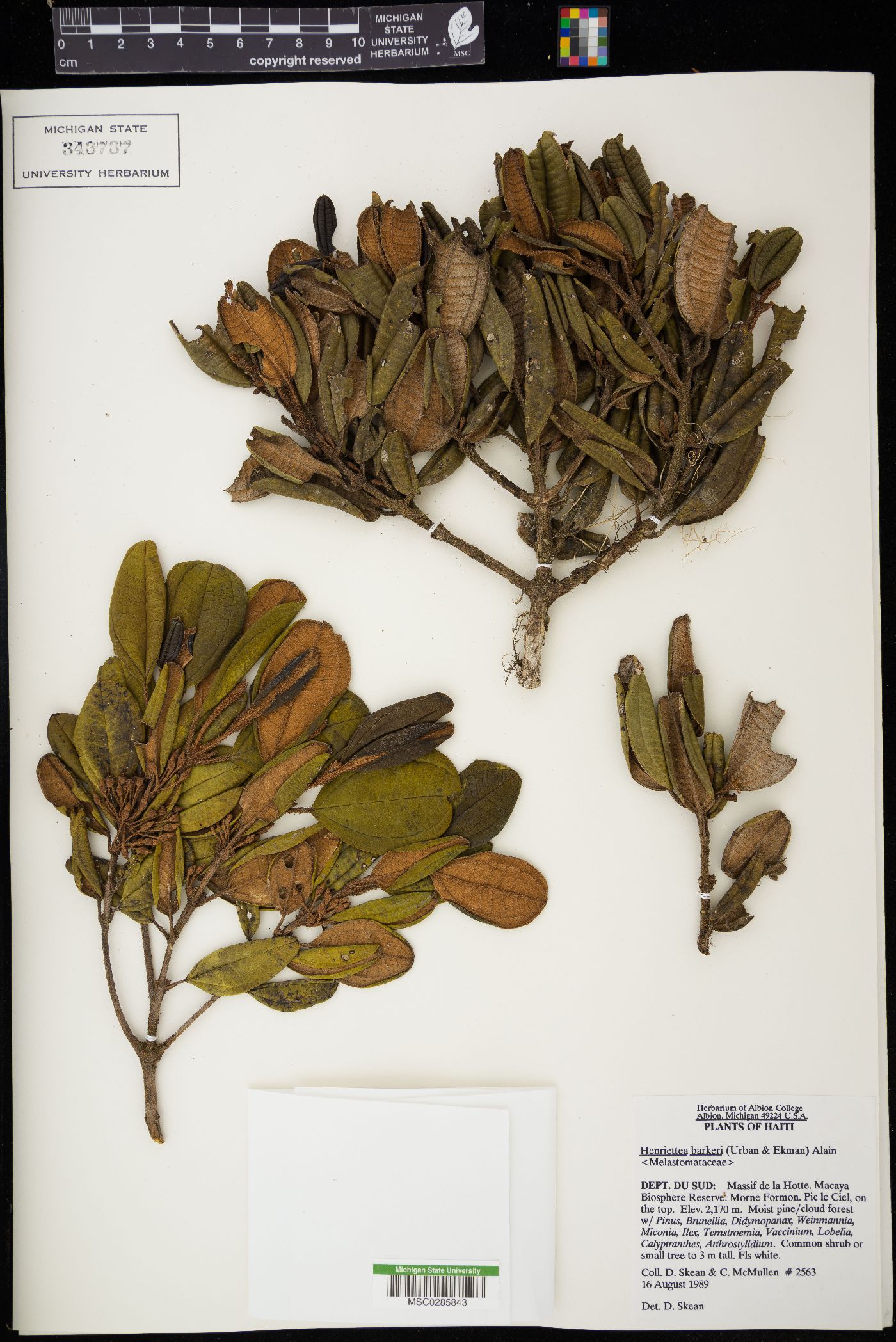 Henriettea barkeri image