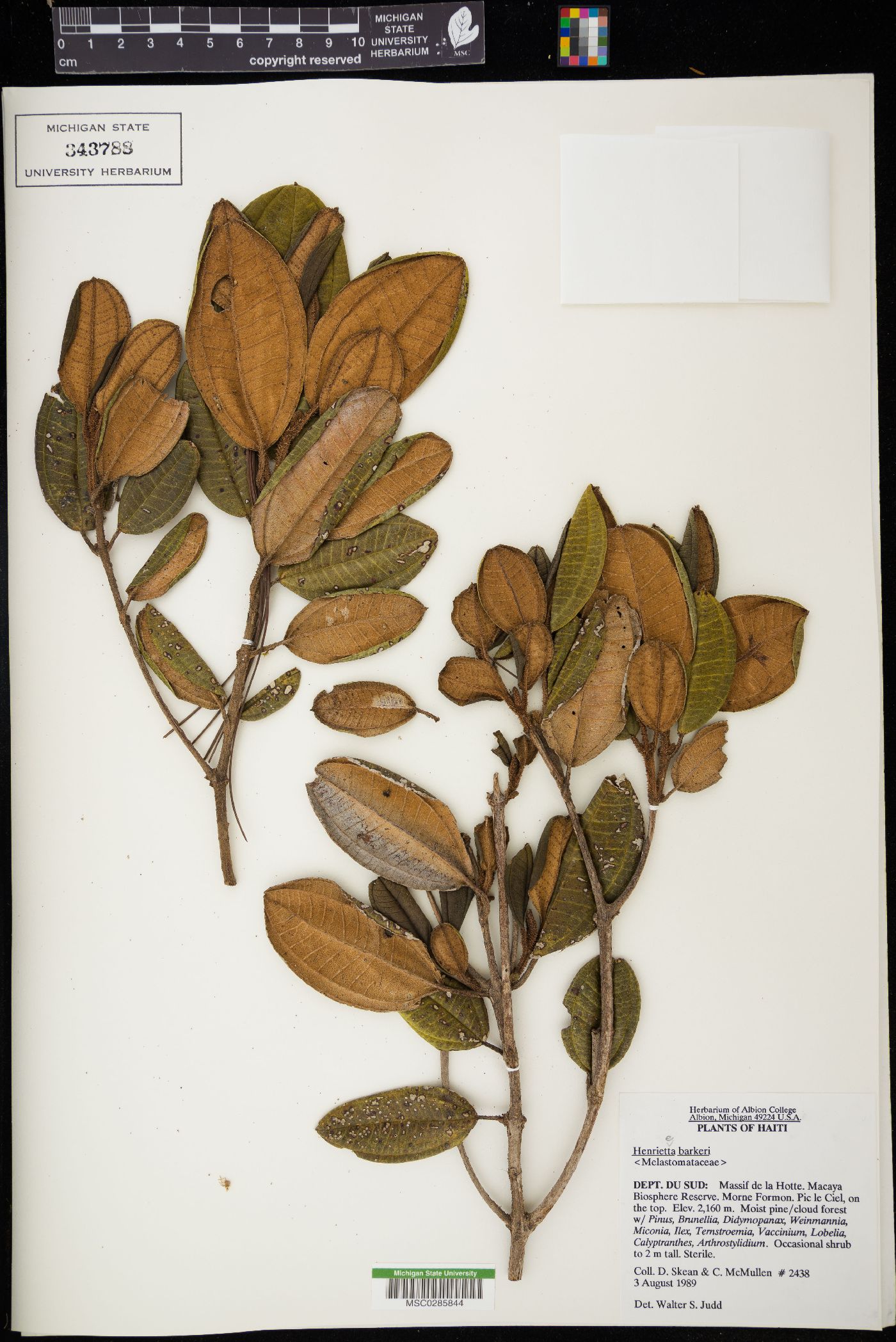 Henriettea barkeri image