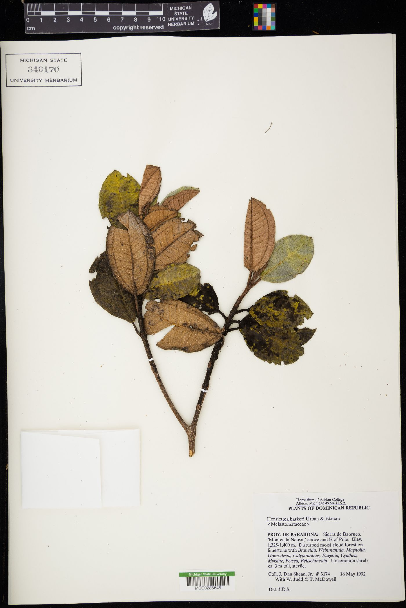 Henriettea barkeri image