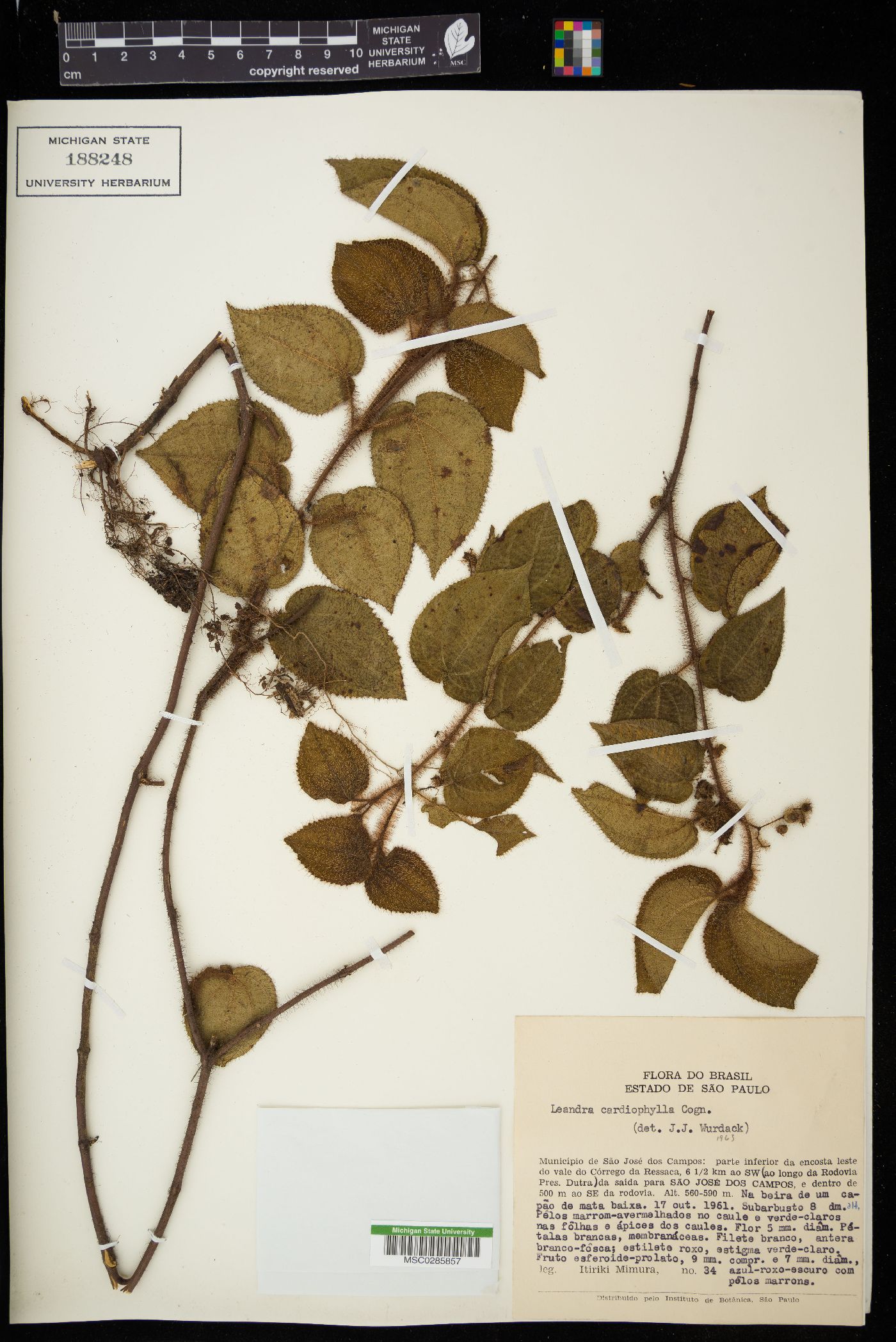 Miconia leacordifolia image