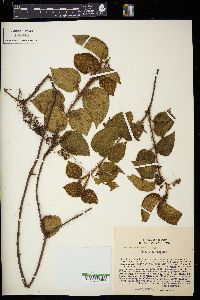 Miconia leacordifolia image