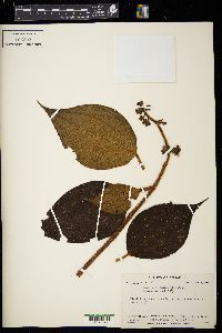 Leandra dichotoma image